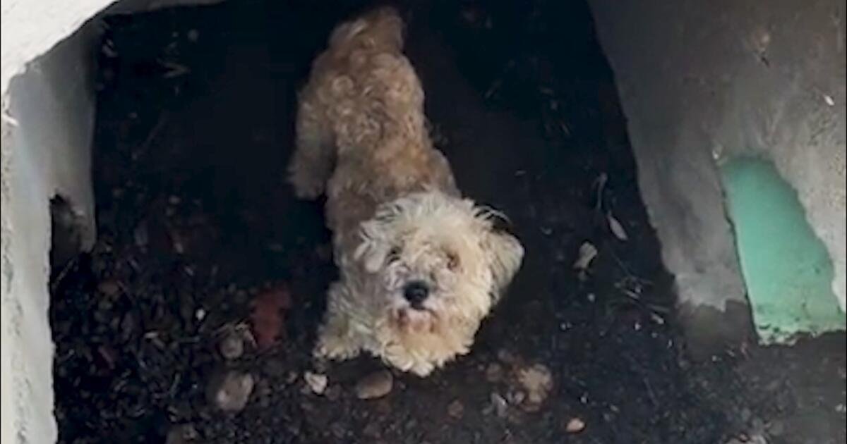 You are currently viewing A dog down a drain, a worried owner and a howlingly joyful reunion