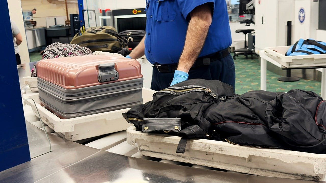 You are currently viewing Mexican alligator lizards found smuggled in traveler’s socks at Tokyo airport
