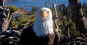 Read more about the article Celebrity bald eagle Jackie’s anemia worsens: ‘We wish we had better news’