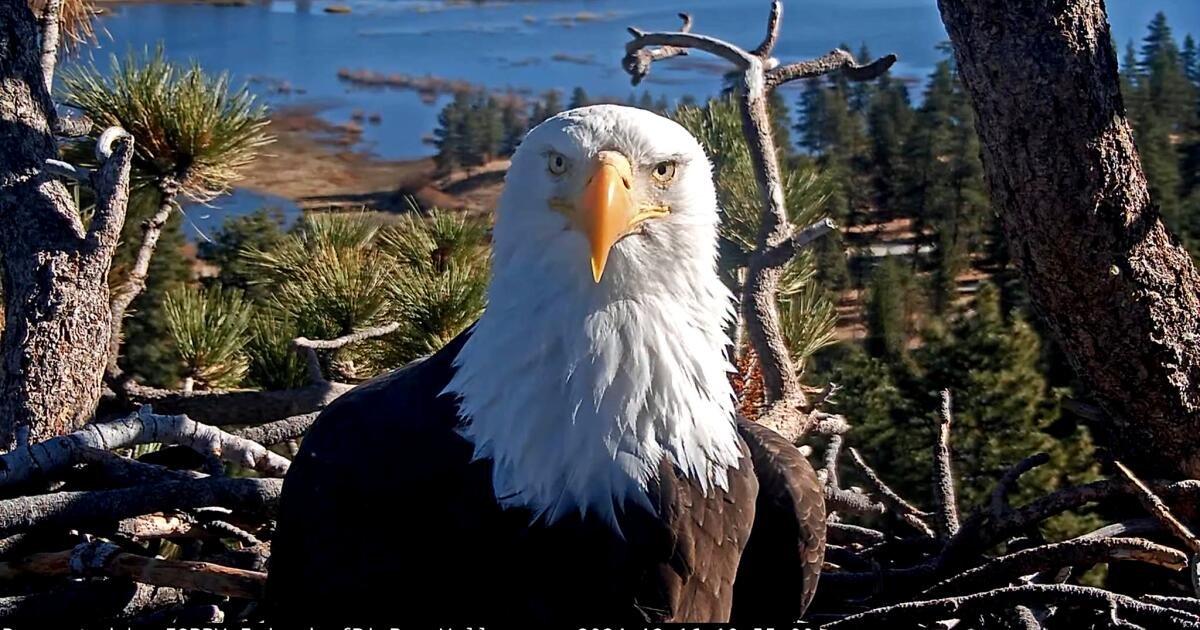 You are currently viewing Celebrity bald eagle Jackie’s anemia worsens: ‘We wish we had better news’