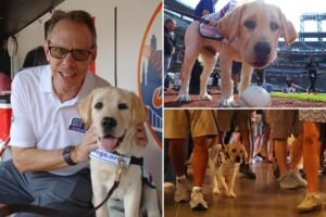 Read more about the article Meet the adorable and fluffy heir to Howie Rose’s legacy already taking over Citi Field