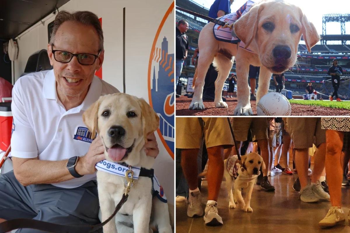 You are currently viewing Meet the adorable and fluffy heir to Howie Rose’s legacy already taking over Citi Field
