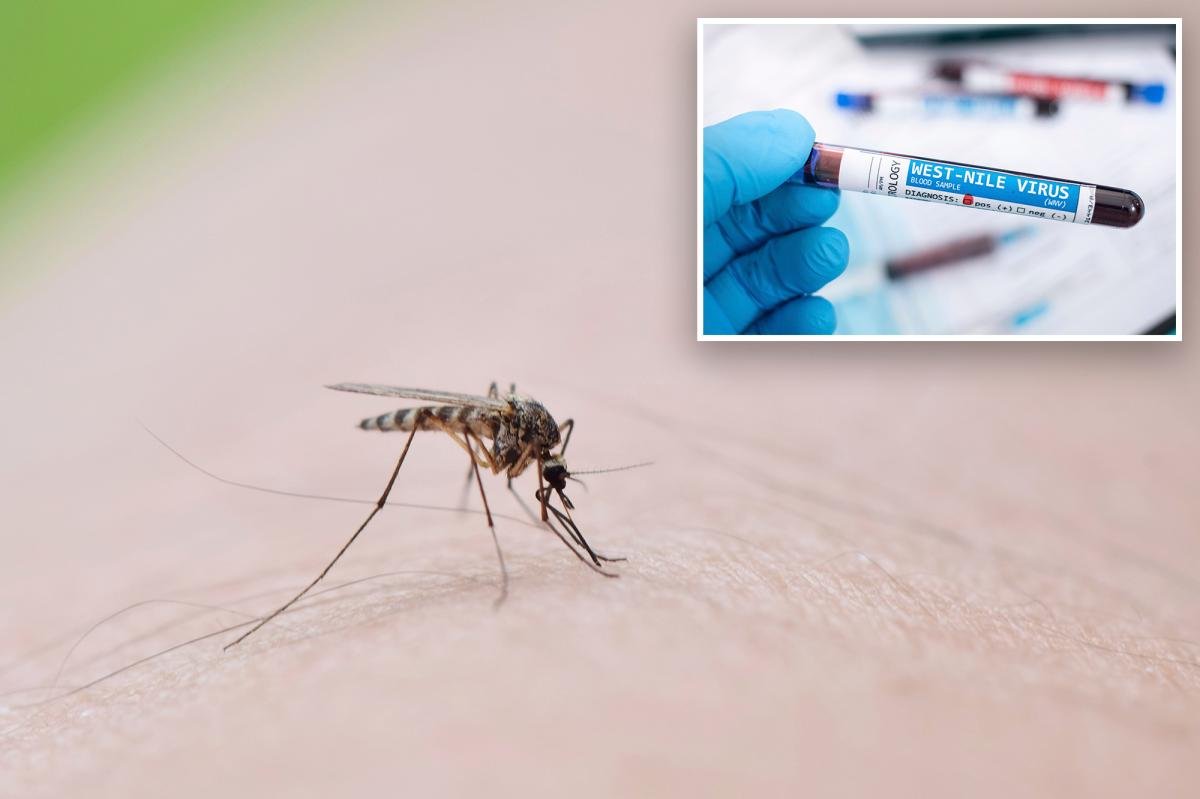 You are currently viewing Number of NYC mosquito pools testing positive for West Nile virus has doubled since last year: health officials