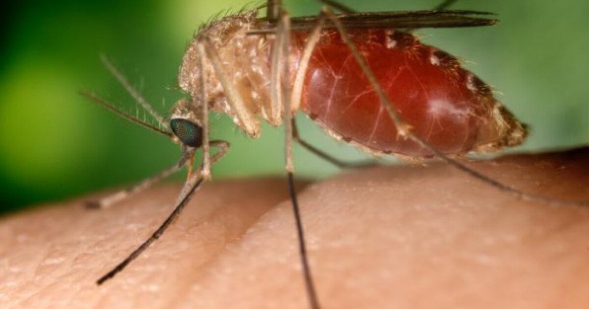 You are currently viewing Why 4 West Nile virus cases in San Diego are more concerning than they appear