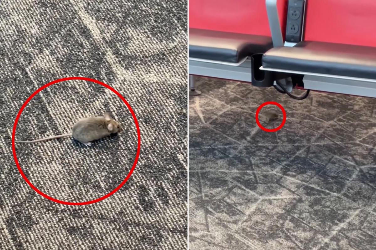 You are currently viewing Mice captured racing around boarding gate at NYC’s LaGuardia Airport