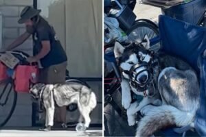 Read more about the article âSweetieâ the husky rescued from alleged abuse after being dragged behind bike by homeless man