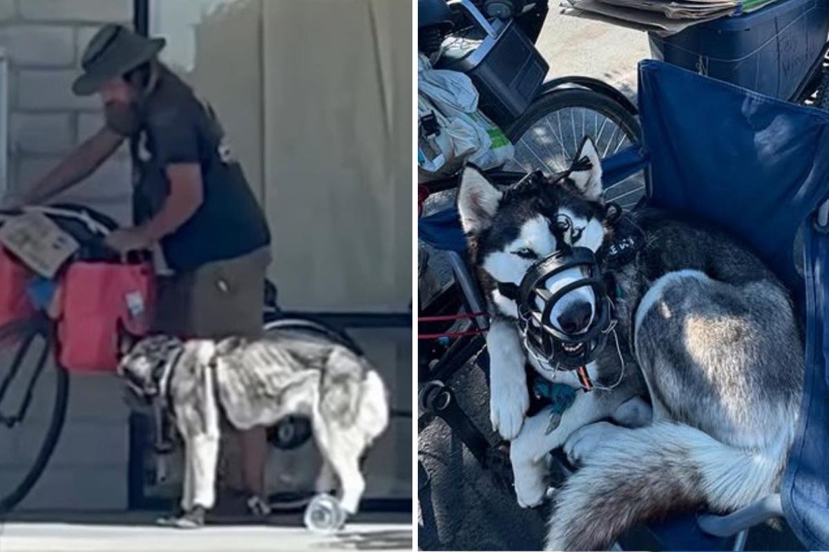 You are currently viewing âSweetieâ the husky rescued from alleged abuse after being dragged behind bike by homeless man