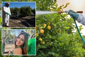 Read more about the article California restricts toxic weedkiller as SoCal community battles rare cancer cluster fears