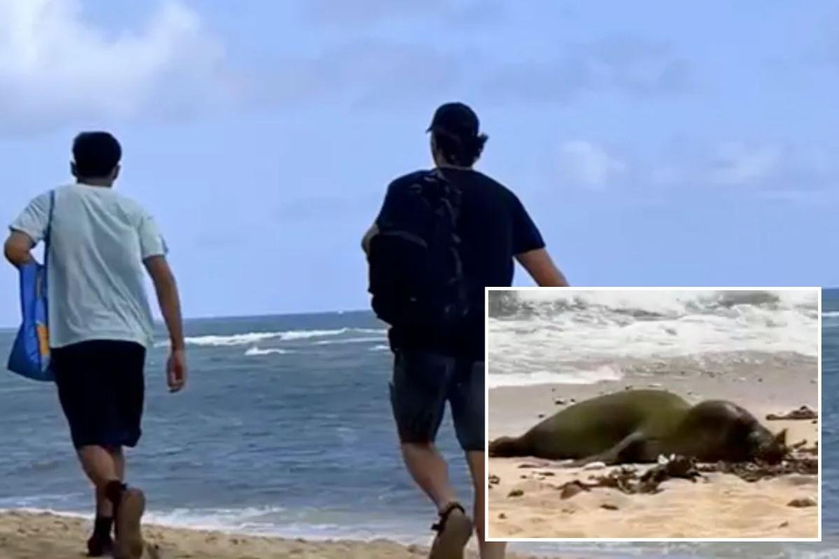 You are currently viewing Hunt for two men caught attacking endangered Hawaiian seal with rock on paradise beach