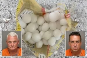Read more about the article Florida business owners allegedly scattered 1,500 mothballs on beach to scare off endangered birds