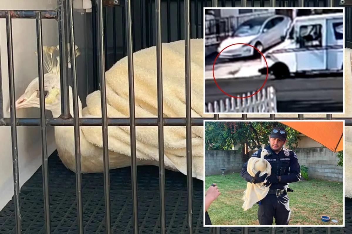 Read more about the article LA mailman caught attacking beloved neighborhood peacock — sparking fury from locals