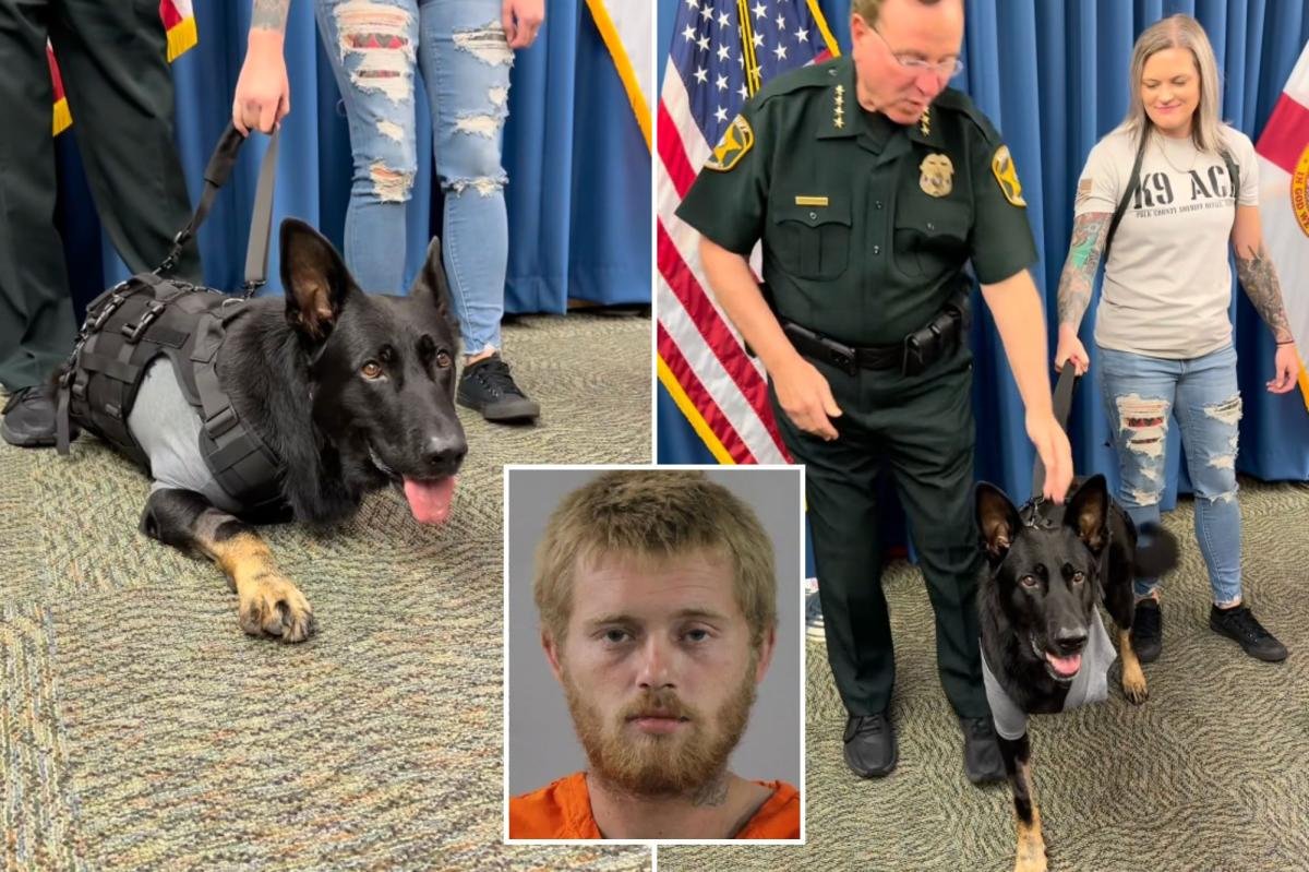 You are currently viewing Heroic Florida K-9 returns to sheriff’s office days after being shot protecting 3 deputies, losing leg