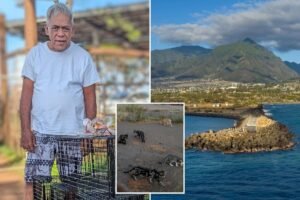 Read more about the article Beloved cat caretaker brutally beaten to death while feeding pets in Hawaii