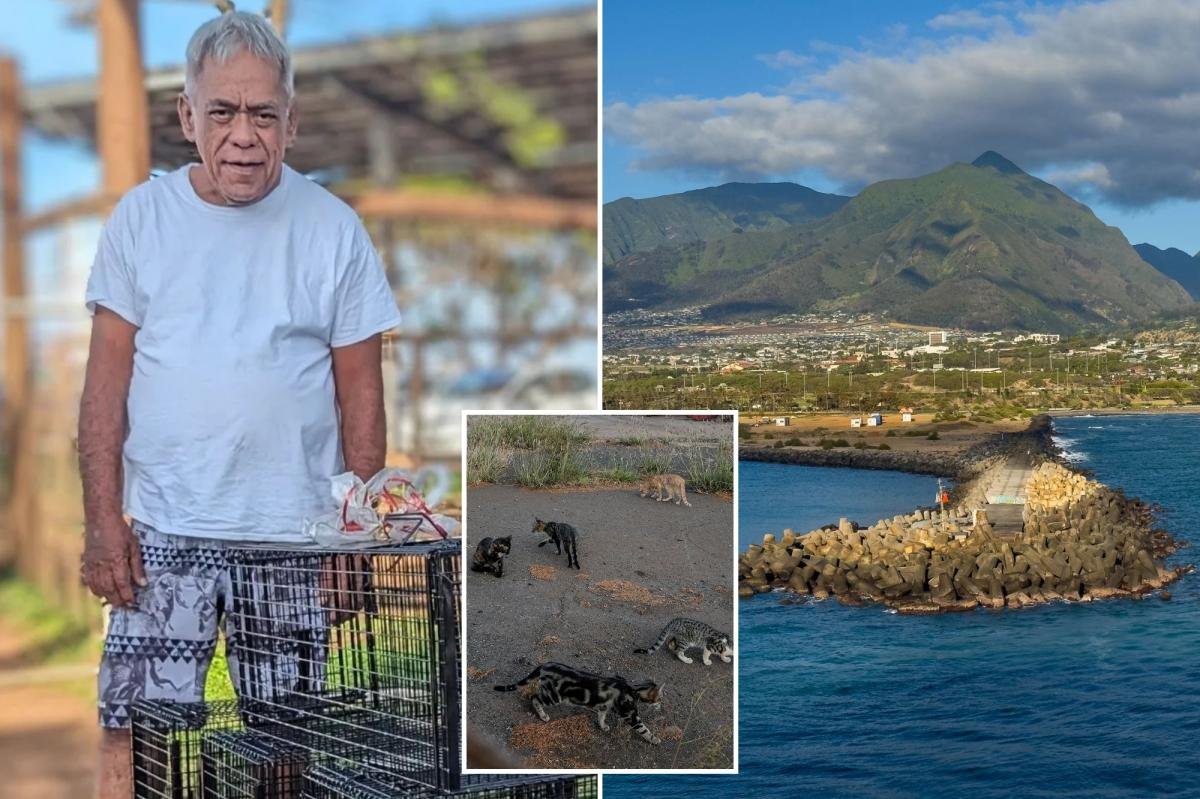 You are currently viewing Beloved cat caretaker brutally beaten to death while feeding pets in Hawaii