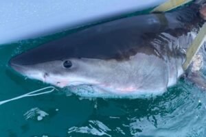 Read more about the article Great white shark Percy pings 14 miles from Long Island coast