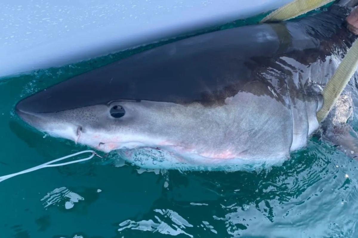 You are currently viewing Great white shark Percy pings 14 miles from Long Island coast