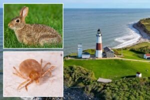 Read more about the article Fourth case of rare, highly infectious ârabbit feverâ confirmed on Long Island