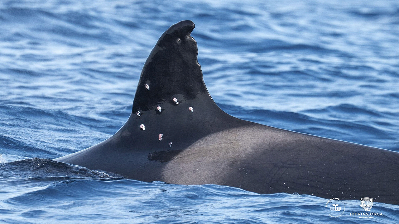 Read more about the article Iberian orca found with suspected shotgun wounds, Spain investigates