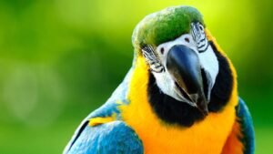 Read more about the article Rogue parrot attacks players during Brazilian U-15 soccer game, then comes back and does it again