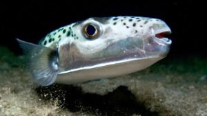 Read more about the article Silver-cheeked toadfish invades Mediterranean with toxic bone-crushing bite