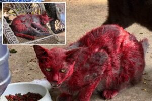 Read more about the article Stray cat covered in red dye sparks concern as Texas officials urge public to keep distance