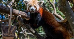 Read more about the article Red panda mom dies weeks after loss of newborn cubs at California zoo