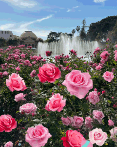 Read more about the article The best L.A. rose gardens to see this season’s blooms