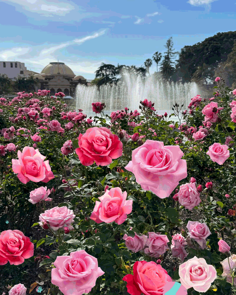 You are currently viewing The best L.A. rose gardens to see this season’s blooms