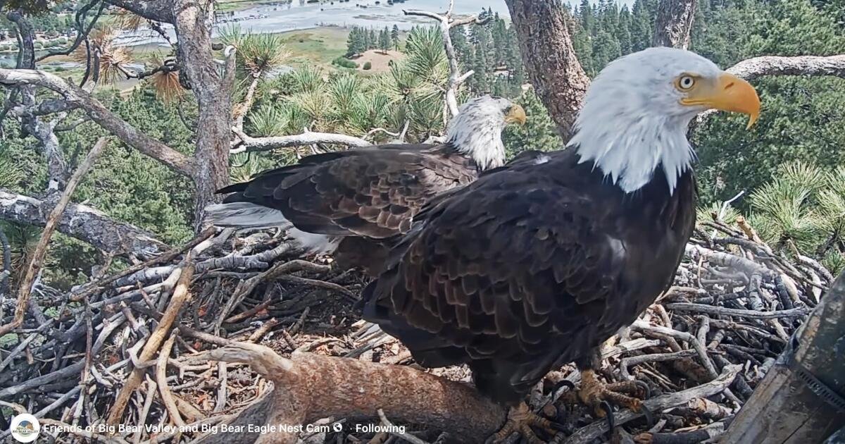 Read more about the article Shadow seen with new eagle at the Big Bear nest. Could a match be in the making?