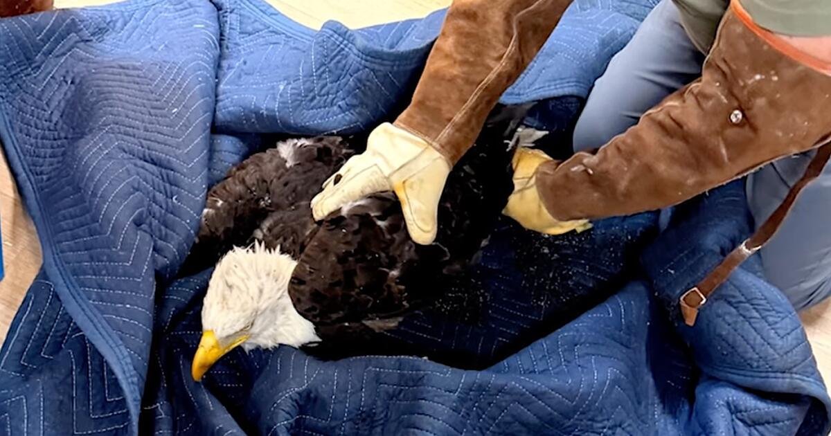 Read more about the article Famed Big Bear eagle Jackie remains ‘very sick’ as malady remains a mystery