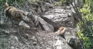 Read more about the article Marmots got money troubles: Cuts to UCLA research lead scientists to OnlyFans