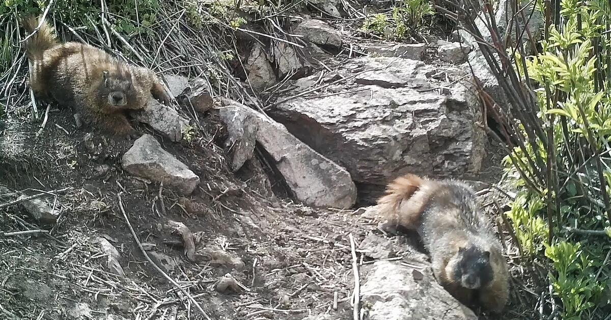 You are currently viewing Marmots got money troubles: Cuts to UCLA research lead scientists to OnlyFans