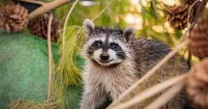 Read more about the article San Diego Humane Society releases first 3 ‘graduates’ of new raccoon nursery