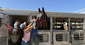 Read more about the article More than 3 dozen rescued horses from Julian available for adoption