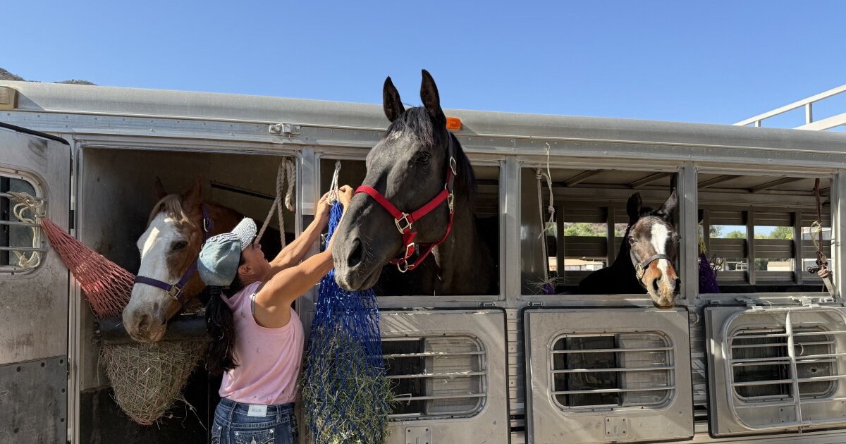 Read more about the article More than 3 dozen rescued horses from Julian available for adoption