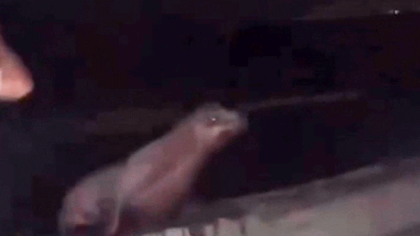 You are currently viewing La Jolla teen pleads guilty to kicking sea lion under federal law