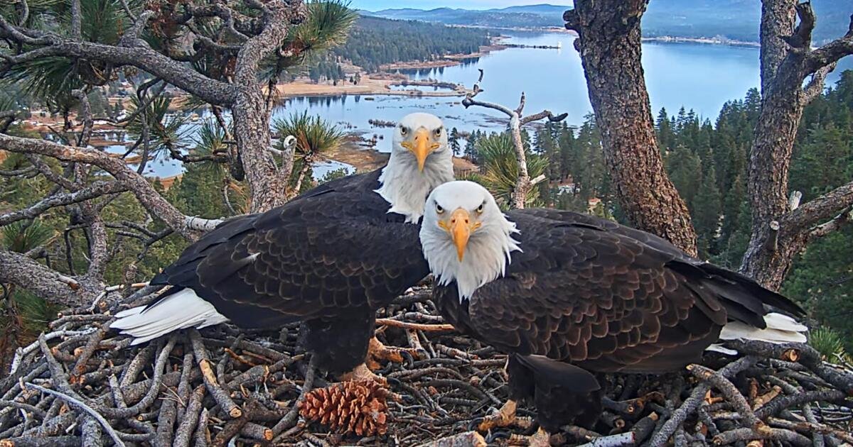 You are currently viewing ‘You gave us hope’: Fans of famed Big Bear bald eagle Jackie respond to her death