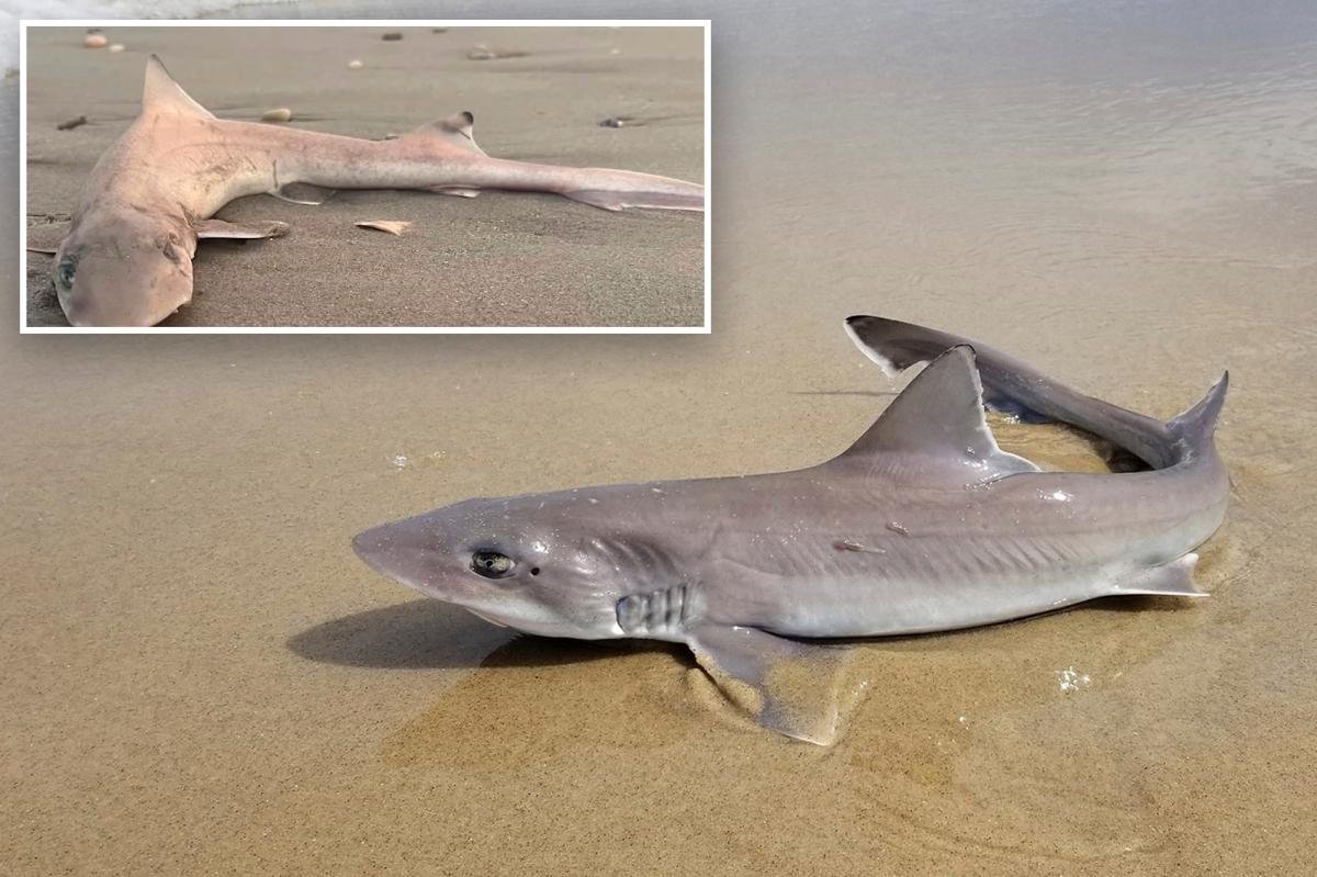 You are currently viewing Almost 30 dead sharks ‘all of a sudden’ wash up along the Jersey Shore in grisly scene