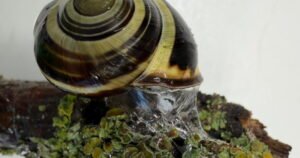 Read more about the article Sticky or slippery? Snails can change their slime to meet the moment