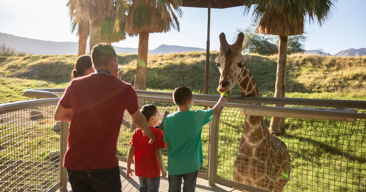 You are currently viewing 10 terrific things to do with kids around Palm Springs