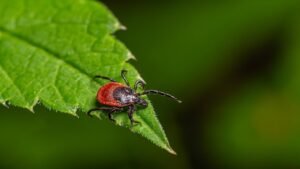 Read more about the article Rare ‘rabbit fever’ resurfaces with tick-borne cases near major US city