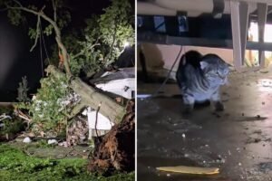Read more about the article Tree smashes LI home during intense storms, trapping dozens of cats inside
