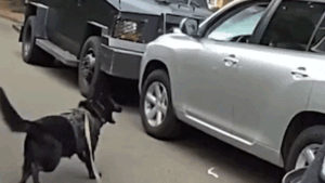 Read more about the article Police K-9 ends 40-minute standoff with impaired driver in Washington