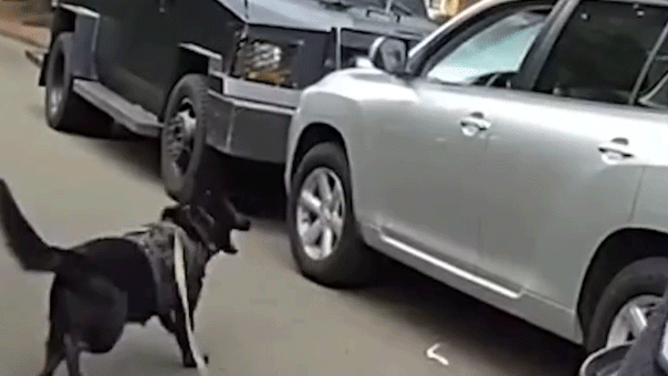 You are currently viewing Police K-9 ends 40-minute standoff with impaired driver in Washington