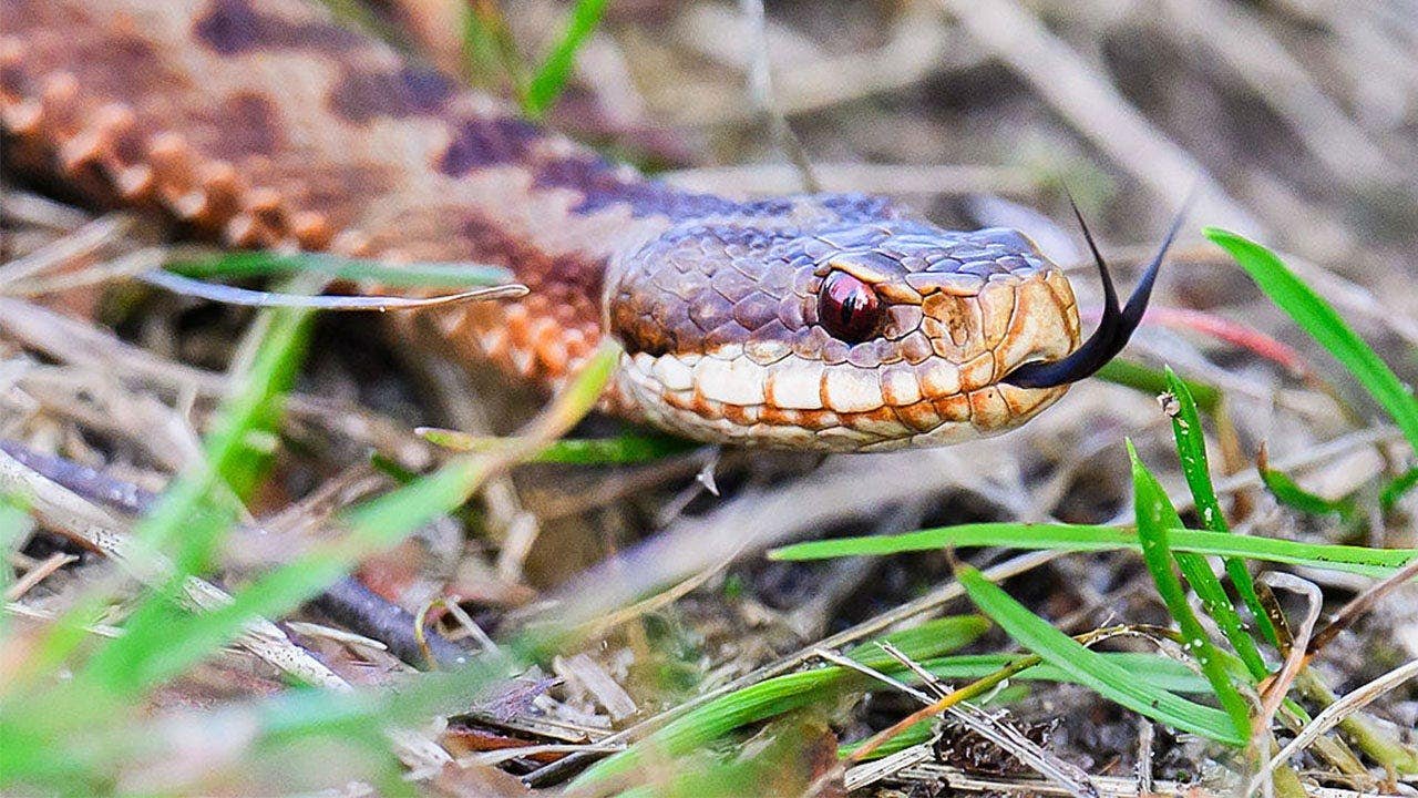 You are currently viewing High school football player practices with venomous snake hiding inside helmet before coach’s discovery