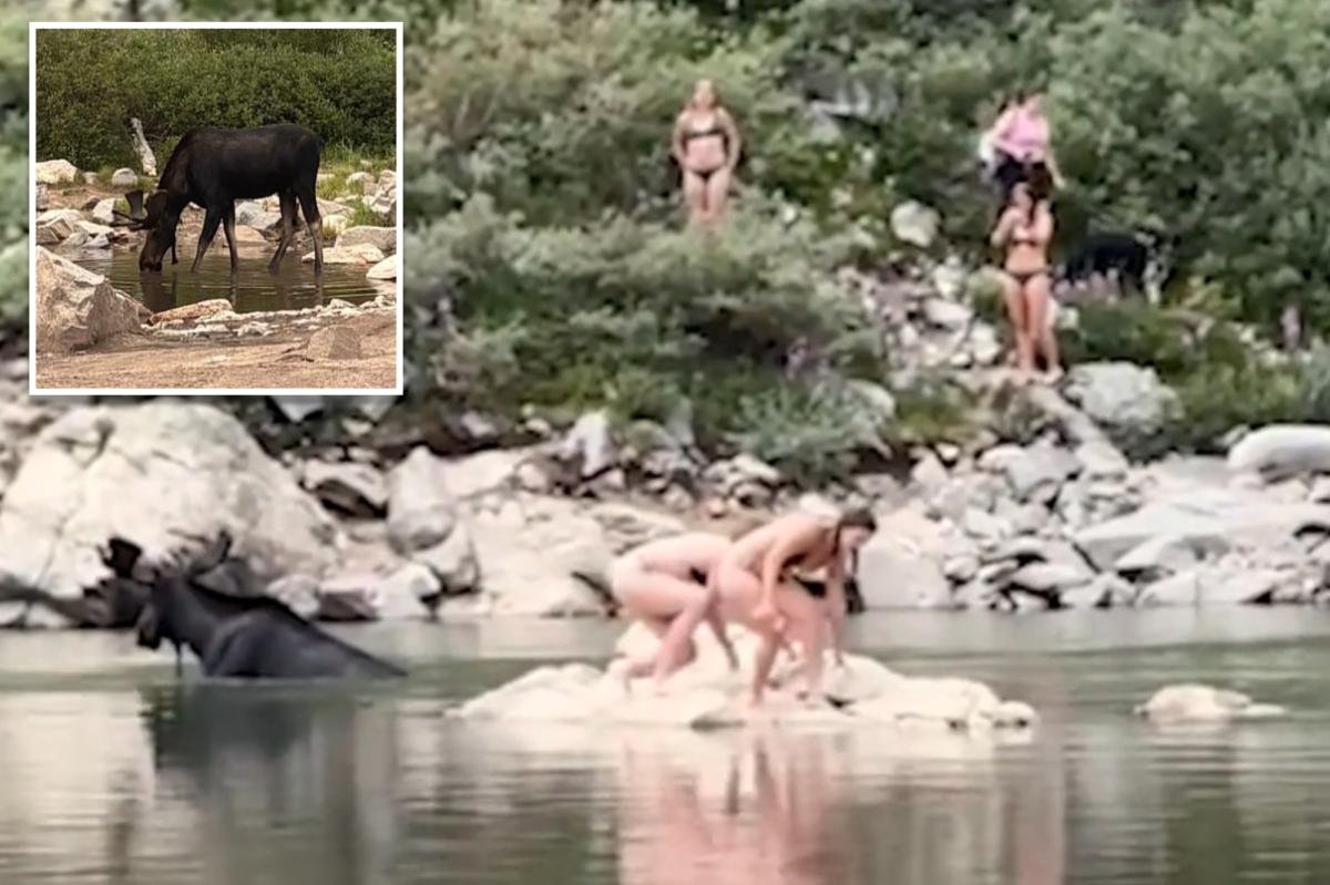 You are currently viewing Moose gets shockingly close to Colorado swimmers: video