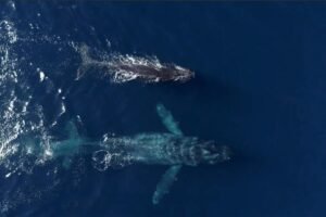 Read more about the article Massive humpback whale named âChompersâ puts on show off SoCal coast in new video
